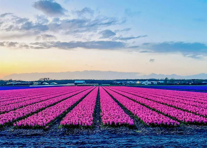 2 Bedroom In Noordwijkerhout