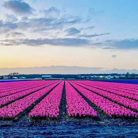 2 Bedroom In Noordwijkerhout